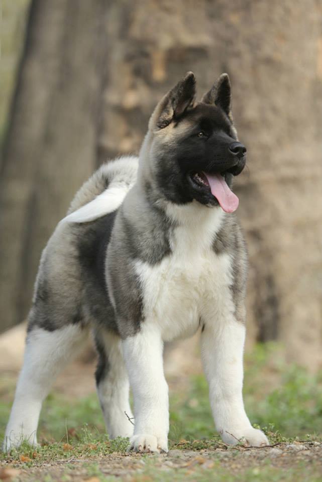 10150606_10203561516504565_1378953915_n (1)