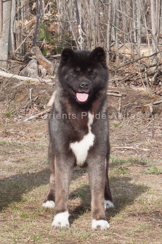 10646650_10208567713776368_4473351186996767211_n (1)