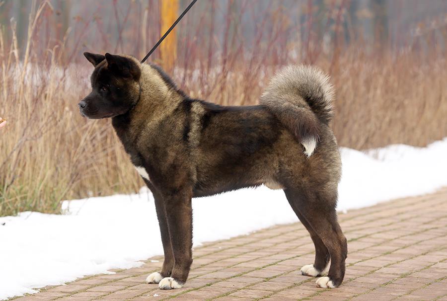 1240072_10208561954672394_4455575437170825185_n (1)