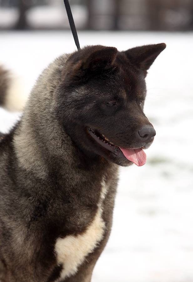 12552615_10208567718736492_1418293154520034227_n (1)