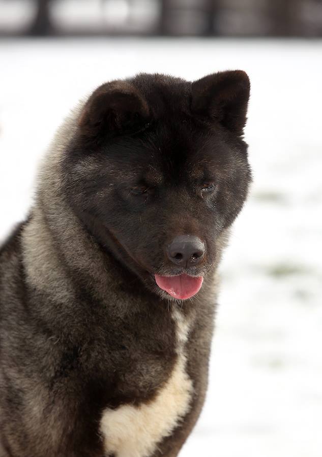 12552693_10208567718536487_3051055376117845780_n (1)