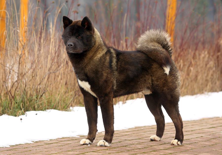 1918235_10208561956952451_4030815901556914273_n (1)