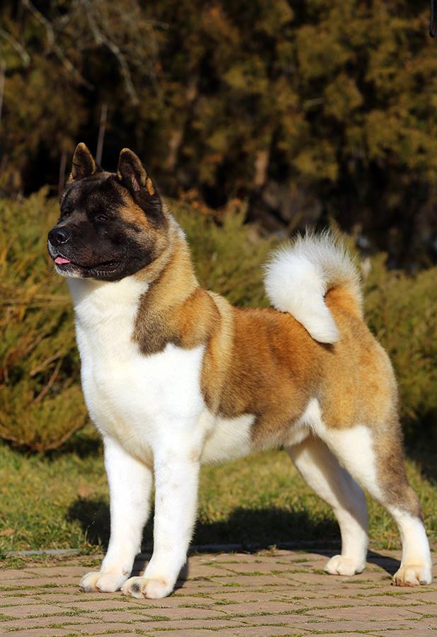 1935205_10208479139122057_252456936794104053_n (1)