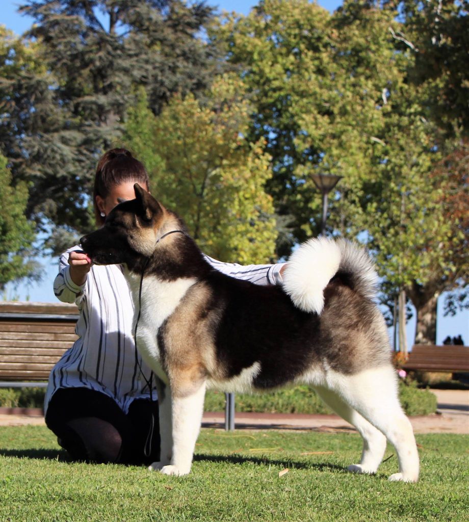 21743713_10209349322519655_246772544088104647_o (1)