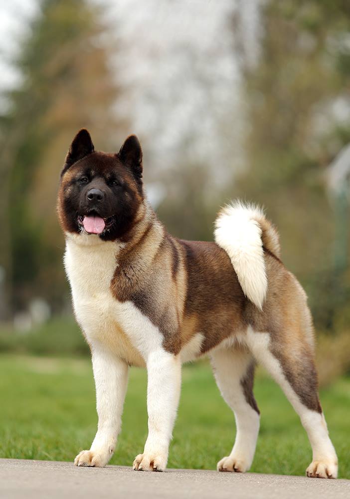 30443220_10216192282465820_377652789255340032_o (1)