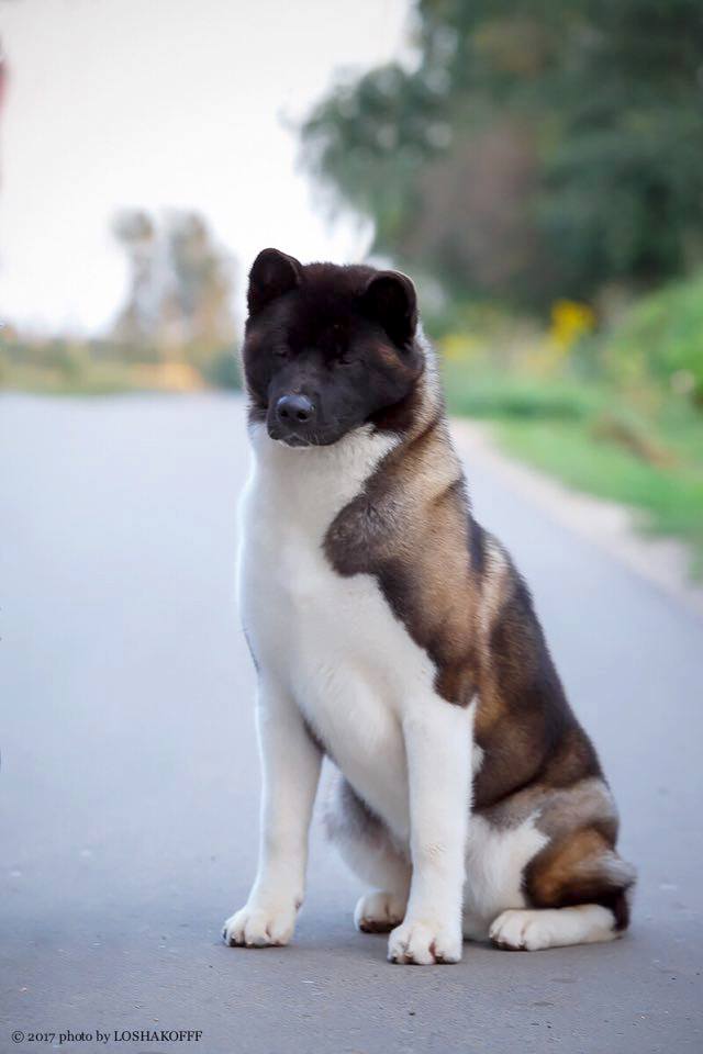 30516281_10216192277065685_238329375932547072_n (1)