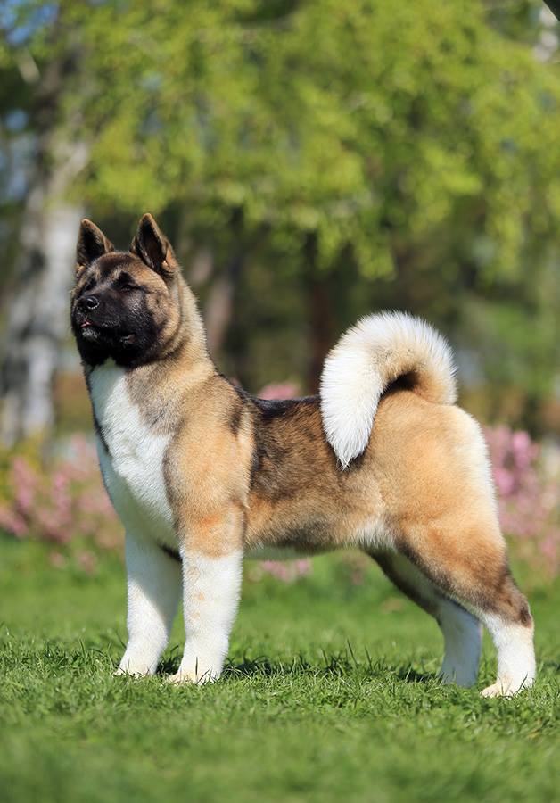 56225978_10219204004436987_8748001246897504256_n-1