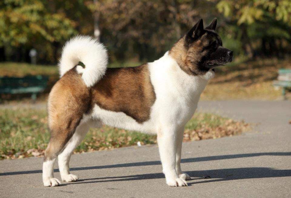 66462763_2447546255464396_2929998634604822528_n (1)