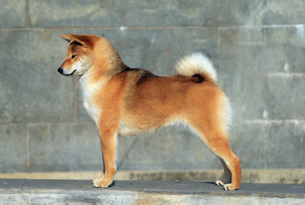 81772604_10221818671282024_7798647413865971712_o (1)