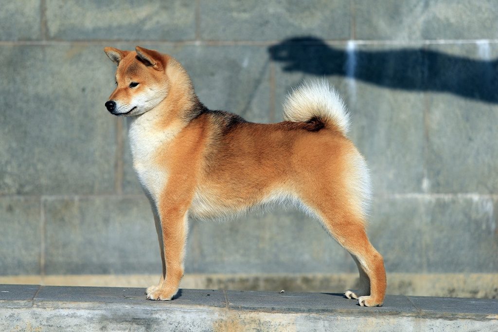 82645875_10221818670001992_9055344163091906560_o-1-1