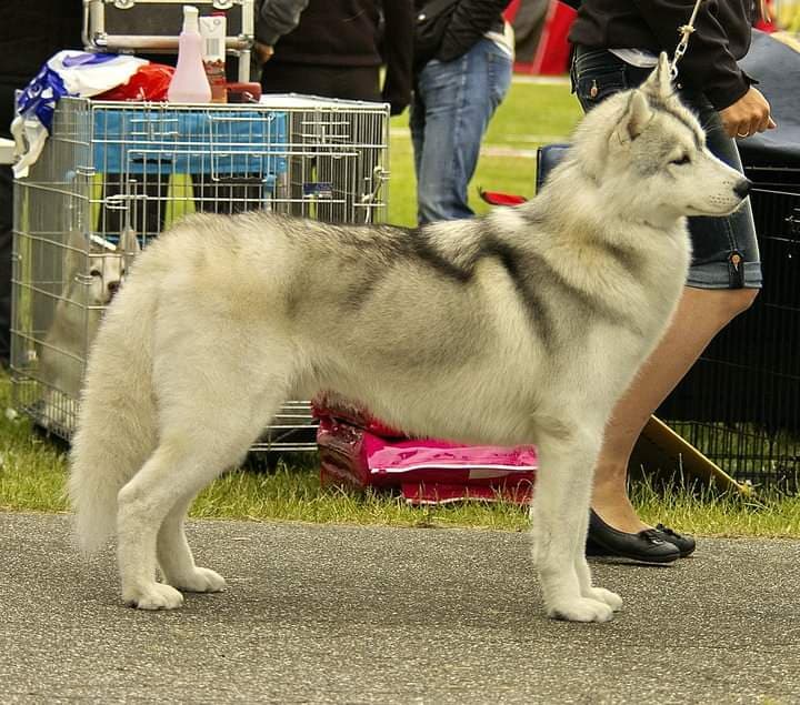 83500704_2606189106370503_4501198560263405568_n (2)