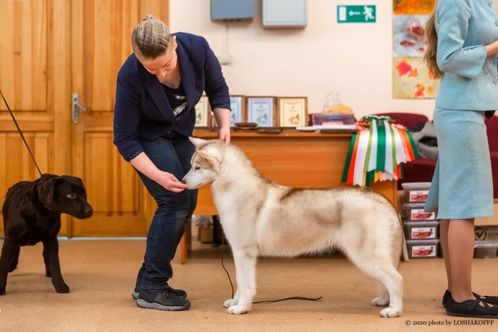 88197278_1559765877480331_8374677638647644160_o (1)