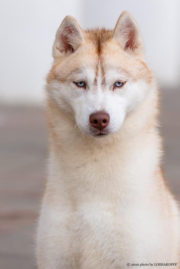 89722093_2240969742863996_1214793368953946112_n (1)