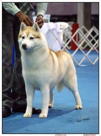 89913201_2743890675729993_4193349190115393536_n (1)