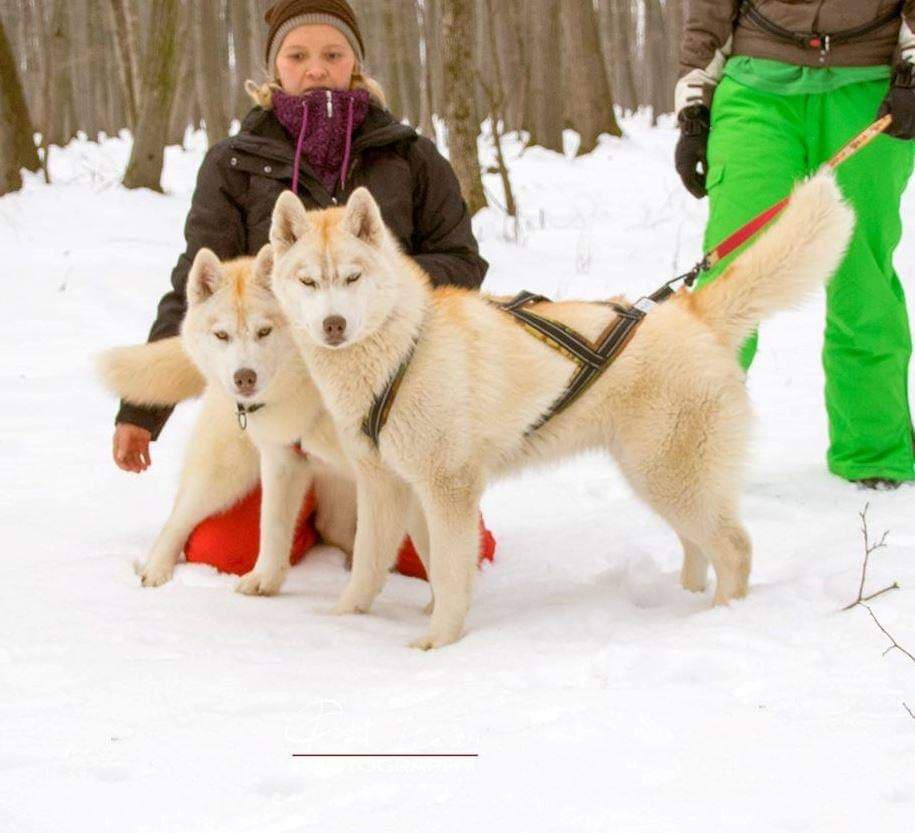 90151500_564800410909722_8431316708114825216_n-1