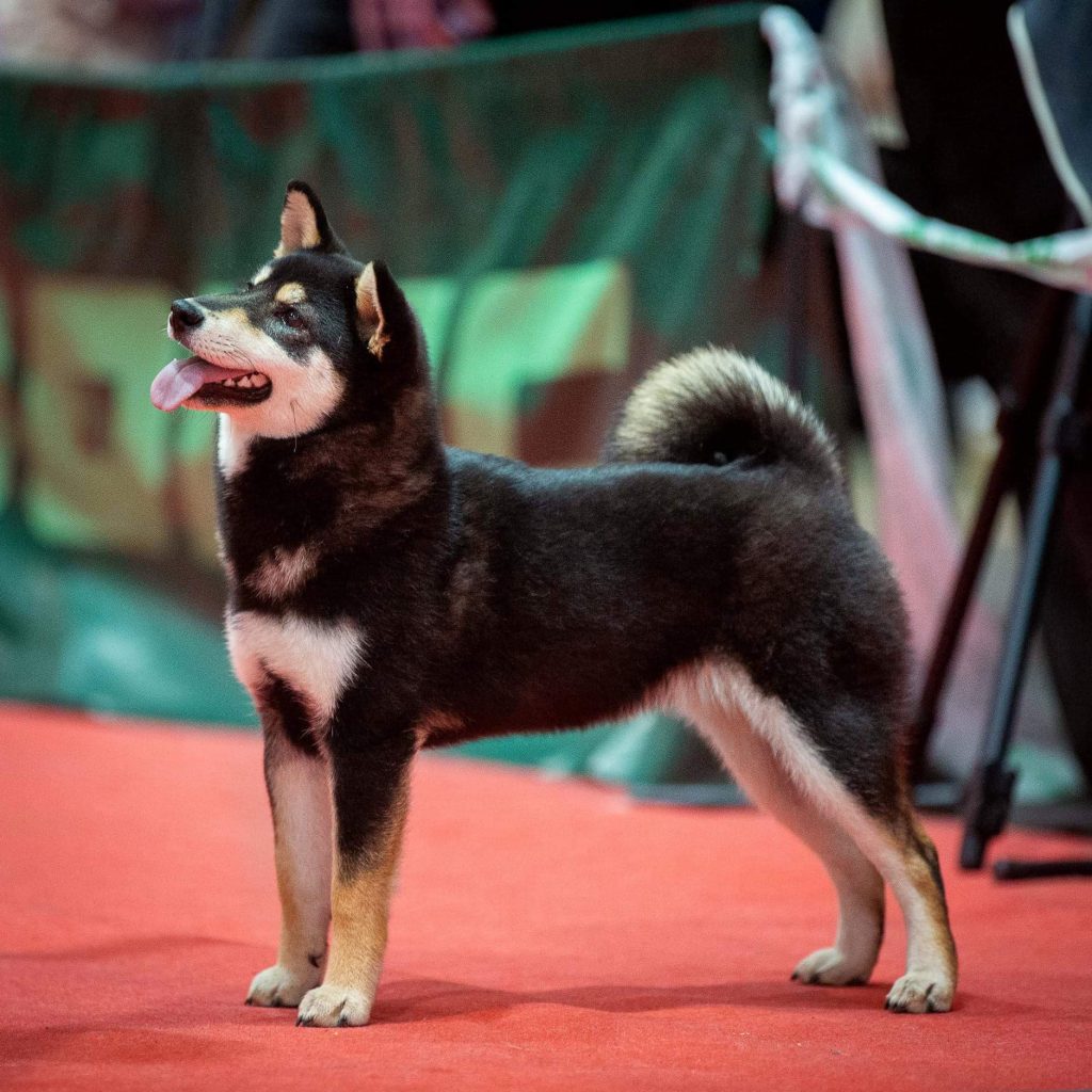 90343547_2970339716342259_2545443283148996608_n (1)