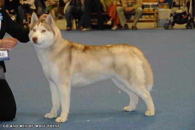 90471142_1264944080362298_4437306008292818944_n (1)