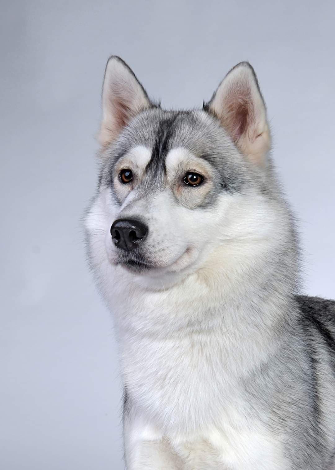 90527884_2716202695332890_6205692873262759936_n (1)