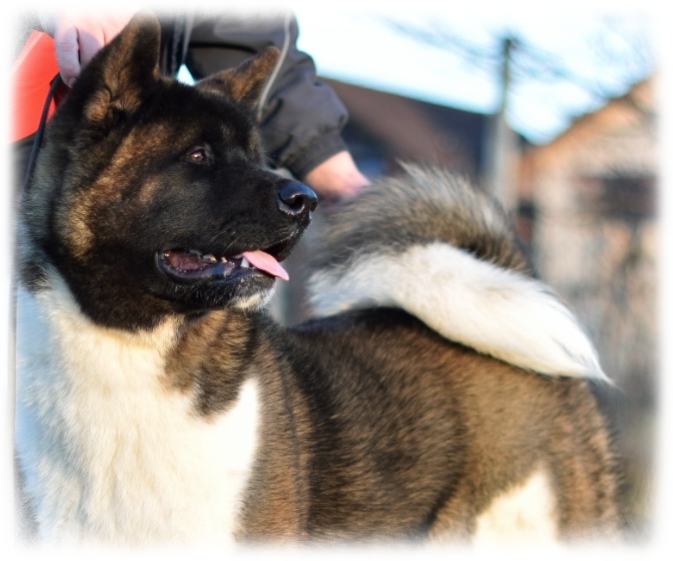 americanakitagreg (1)