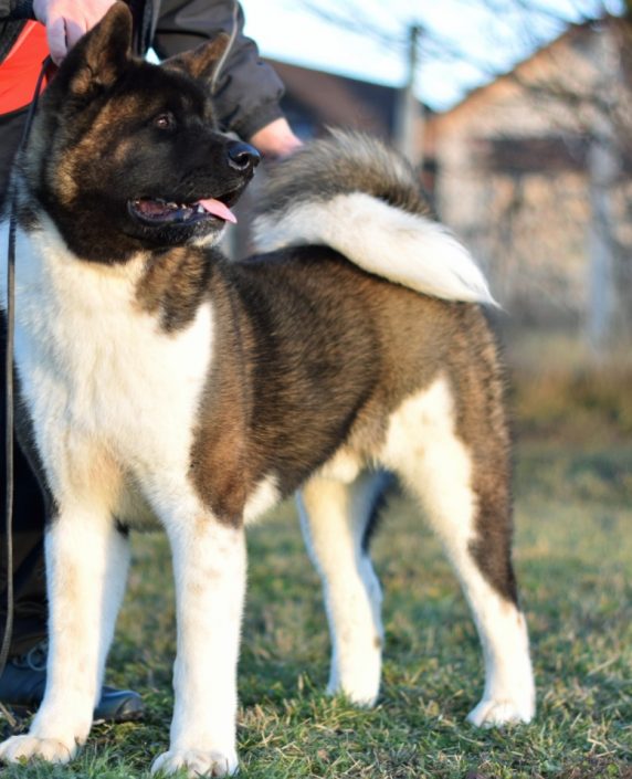 americanakitaromania-e1581523794214-572x705-1