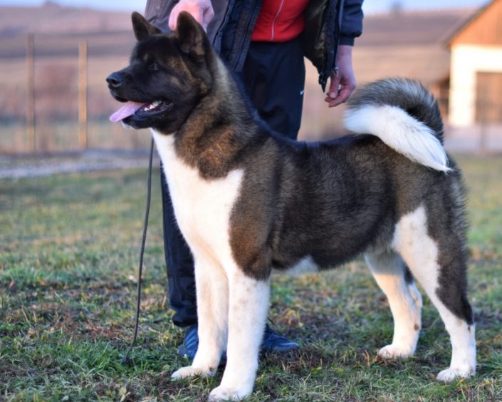 gregamericanakita-705x564-1