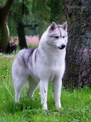 med_4fb6309e86d08 (1)